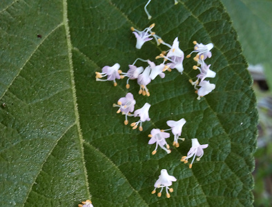 [The small very light purple flowers with their yellow tipped white stamen lie on a large green leaf. The stamen extend beyond the petals and the yellow tips are ball-like.]